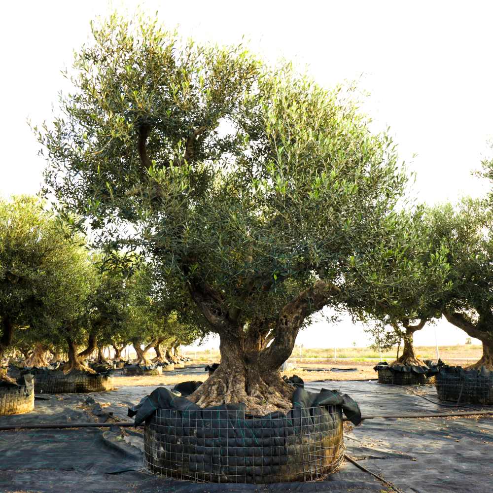 Olea Europaea olivier Silvestre