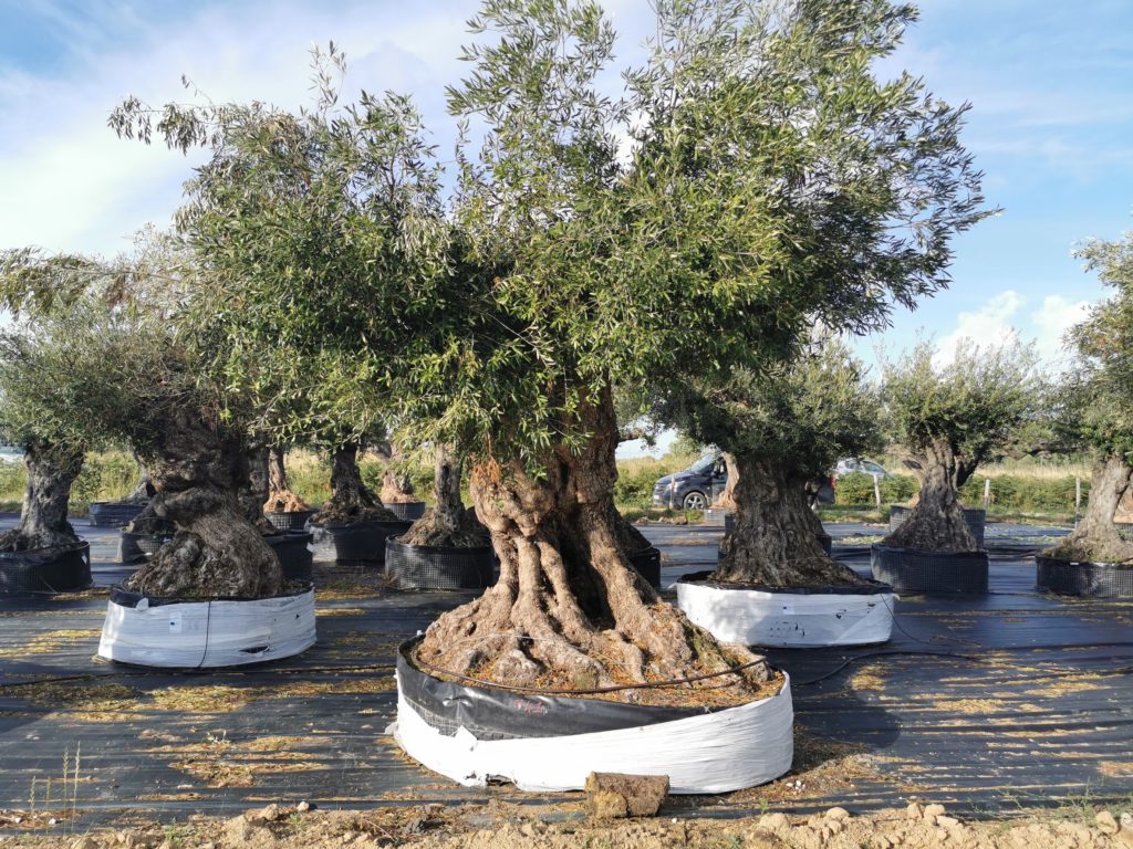 olivier (olea europaea)