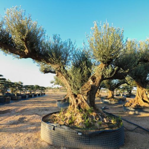 olea europaea olivier Fargas Collection